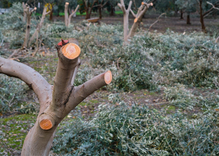 Taille d'arbre Taille d'arbre