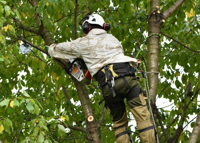 Coupe de branches Coupe de branches